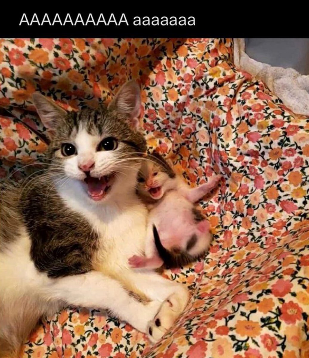 cats 🐈 tweet media