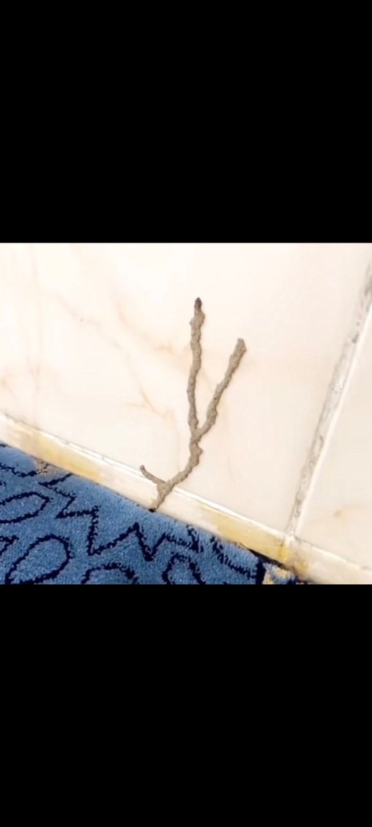 ريوف tweet media