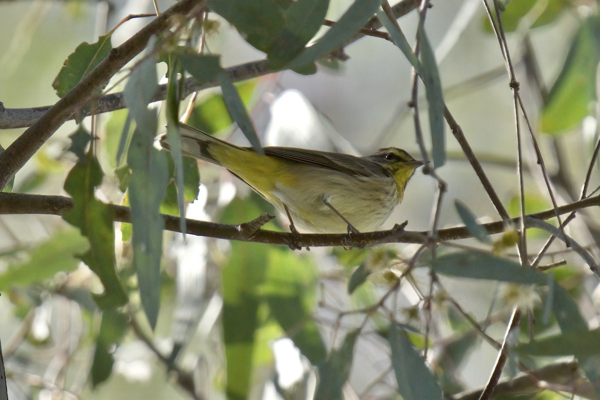 rbabox_la's tweet image. A Palm Warbler has been confirmed at Griffith Park ebird.org/checklist/S329… Photo: Mark Wilson #lacobirds #birding