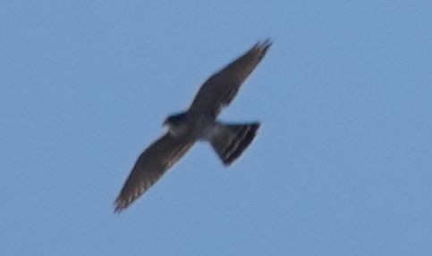 rbabox_la's tweet image. A Merlin has been confirmed at Hansen Spreading Grounds ebird.org/checklist/S329… Photo: Brad Rumble #lacobirds #birding