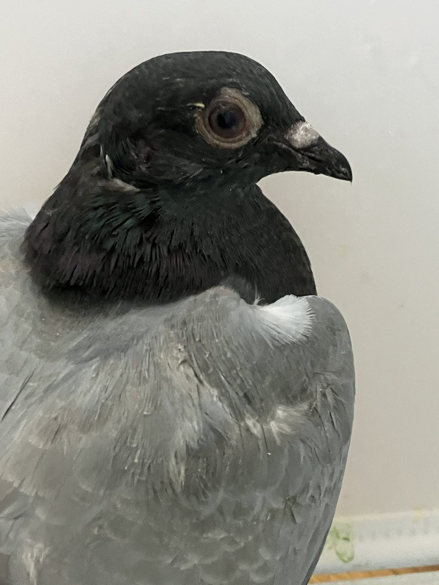 Crowfangs tweet media