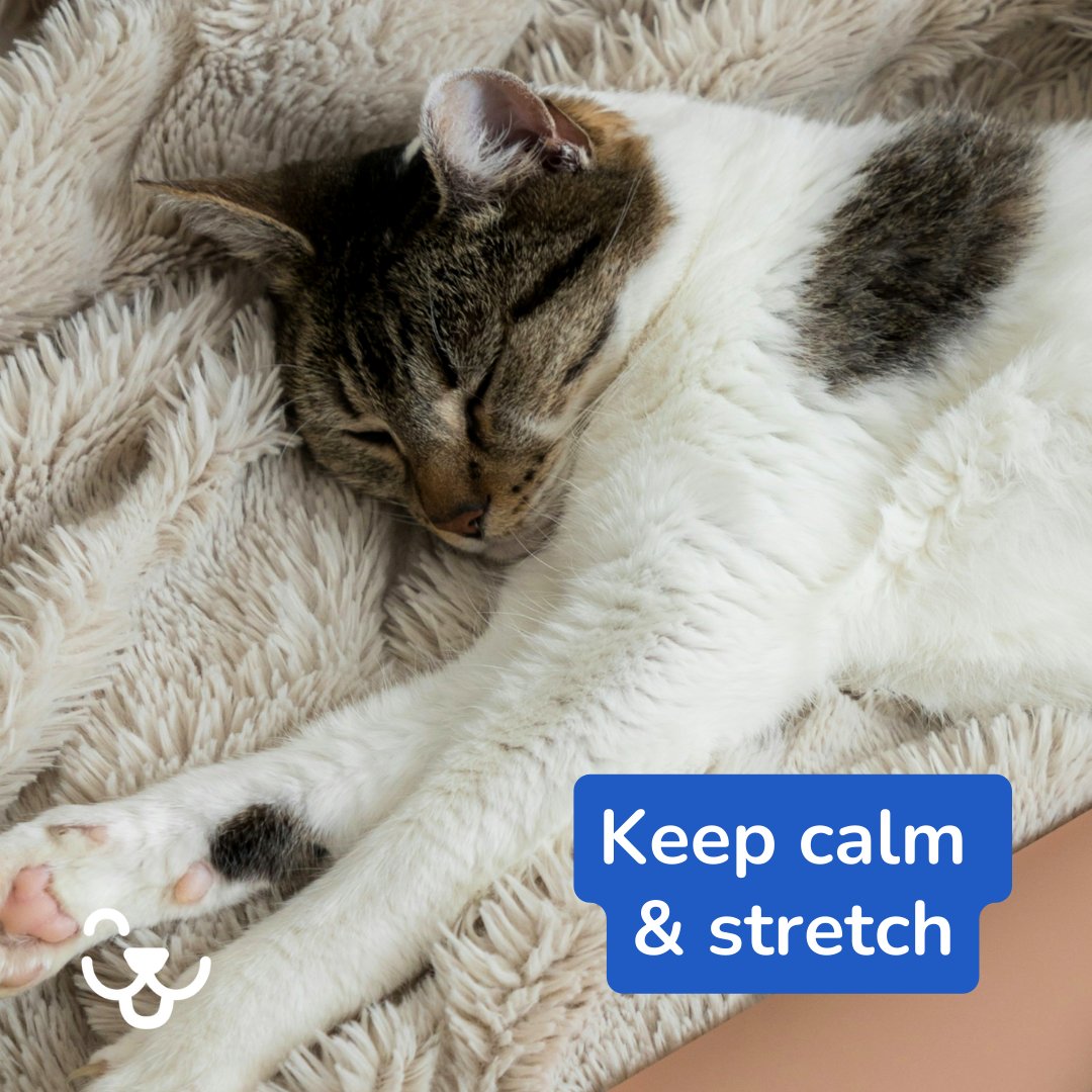SnoutsPawsTails's tweet image. 📖🐾 We’re proud to be featured in the SP&amp;amp;T Behavioral Health Blog — helping shape the future of pet wellness.
#PetWellness #ThoughtLeadership #HealthyPets

bit.ly/4mH6l10