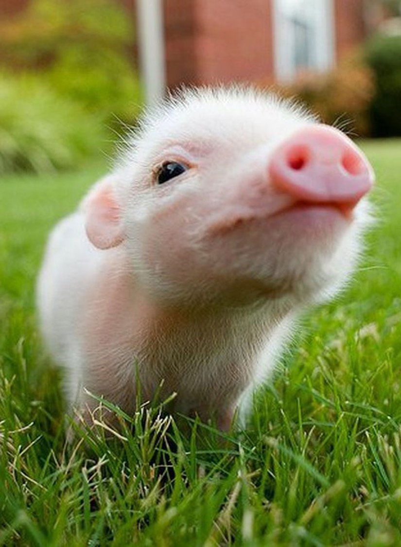 Whipsker :3 tweet media