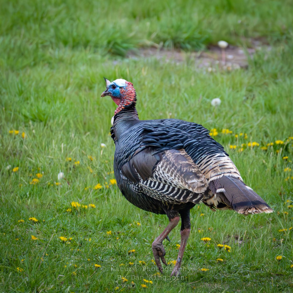 Dan Kinghorn tweet media