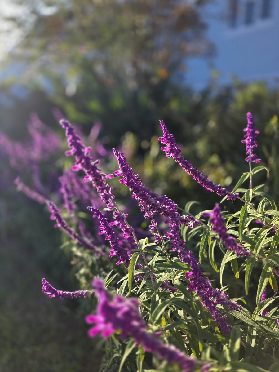 livingitupct's tweet image. Loving the lush garden where we live now 🪻🌳🏵💚 #capetown #nature #garden