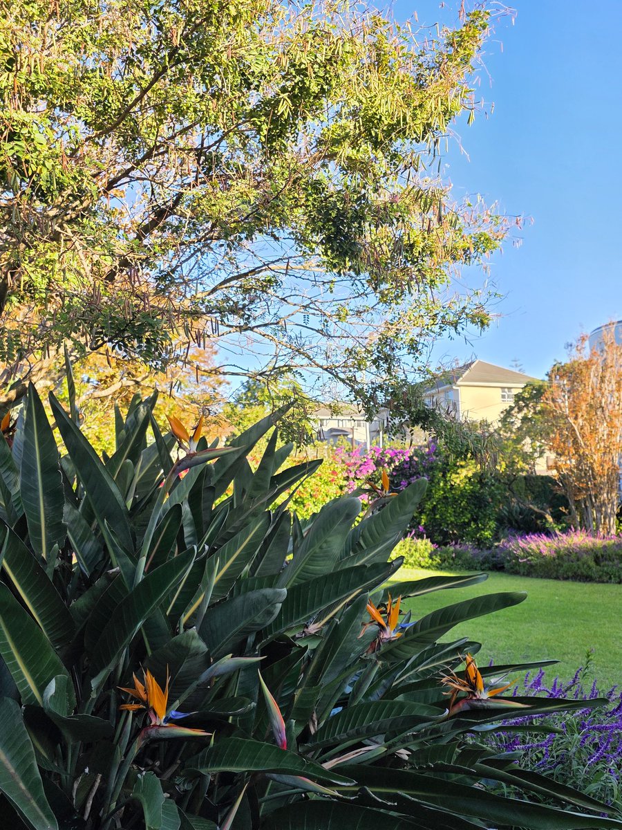 livingitupct's tweet image. Loving the lush garden where we live now 🪻🌳🏵💚 #capetown #nature #garden