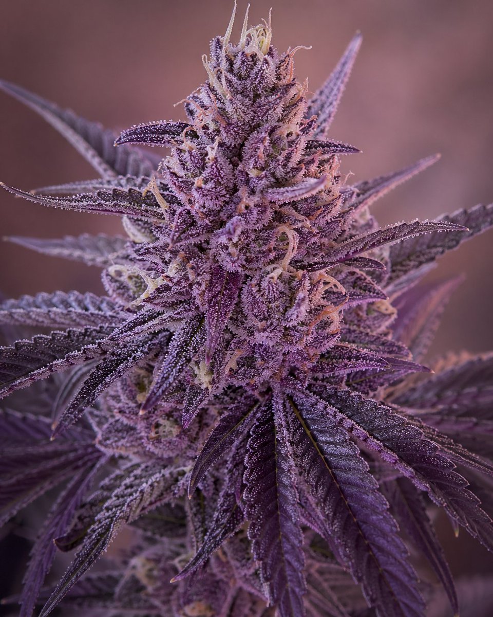 linzycakes89's tweet photo. soft petals, sticky sparkle, a little purple dream 💜🌿
you don’t need much… just a taste, a moment, a quiet little indulgence

go on, spoil yourself for me—
you know you want to feel that slow, hazy glow settle in

good things cost a little… but they always hit just right ✨ https://t.co/rA7T5mFXwI