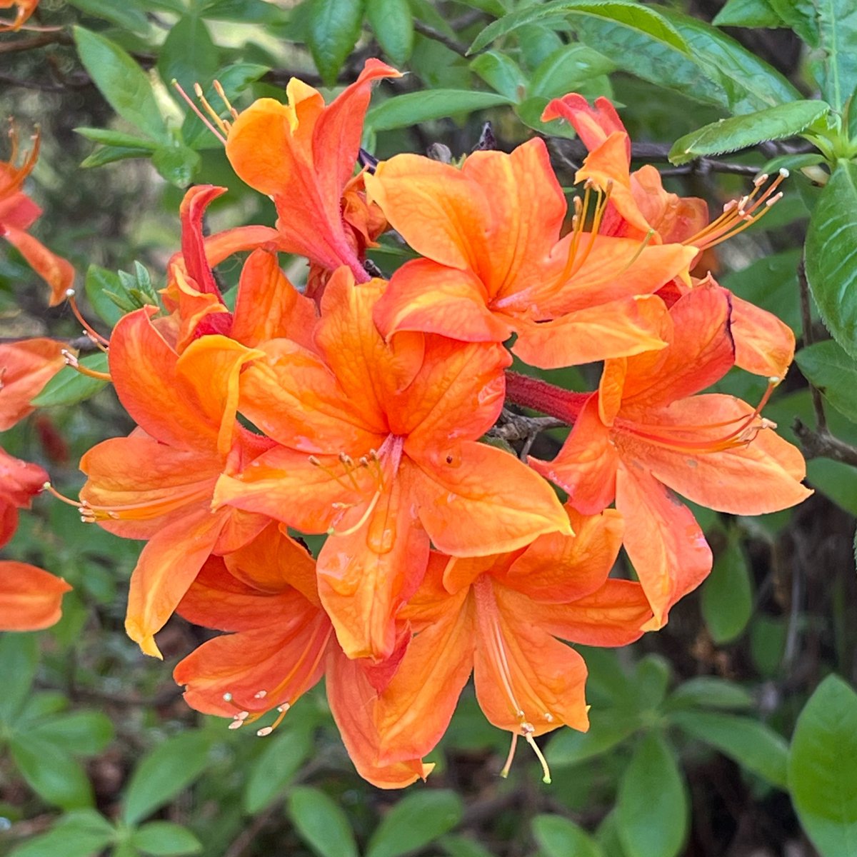 beuzec's tweet image. Team rhododendrons ! 
#Bzh #SpringVibes