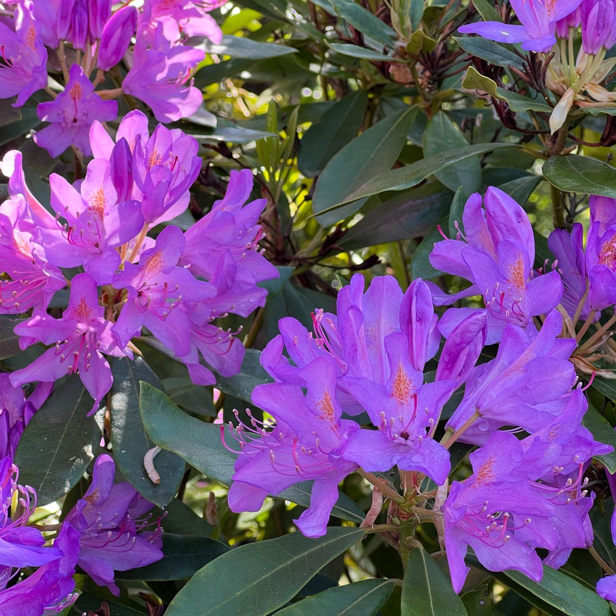 beuzec's tweet image. Team rhododendrons ! 
#Bzh #SpringVibes
