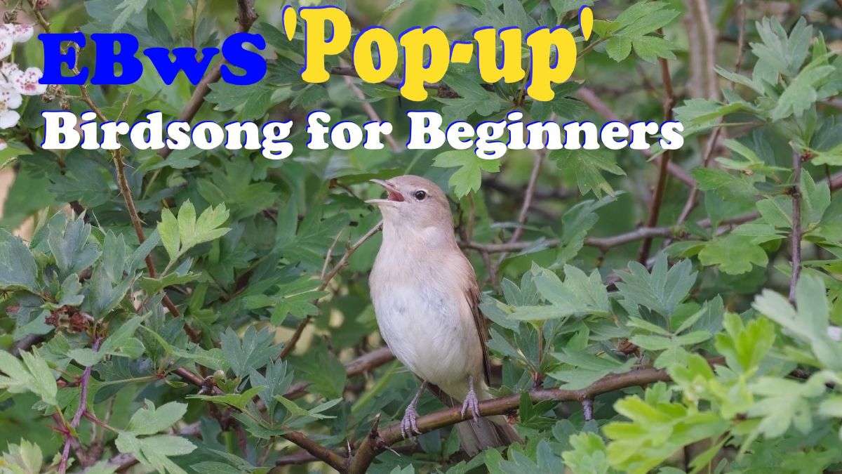 Essex Birdwatching Society tweet media