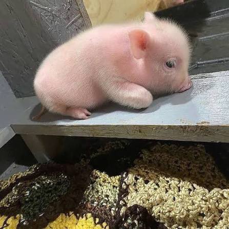 Whipsker :3 tweet media