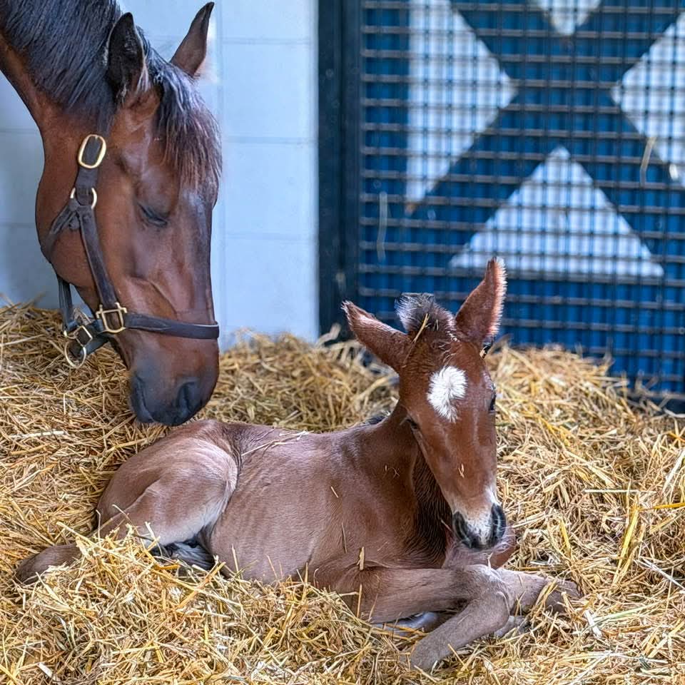 ArmitageFarm's tweet photo. Soft, elegant, and already stealing hearts 💧✨

Waterfall Armitage, a beautiful filly by Tactical Landing out of An Ocean Away, arrived on April 27th. With her delicate, feminine features and graceful presence, she’s as refined as her name suggests.

A lovely addition to the barn. Welcome, Waterfall Armitage 🤍

#TrottingIntoTheFuture #ArmitageFarm #FoalsOf2026