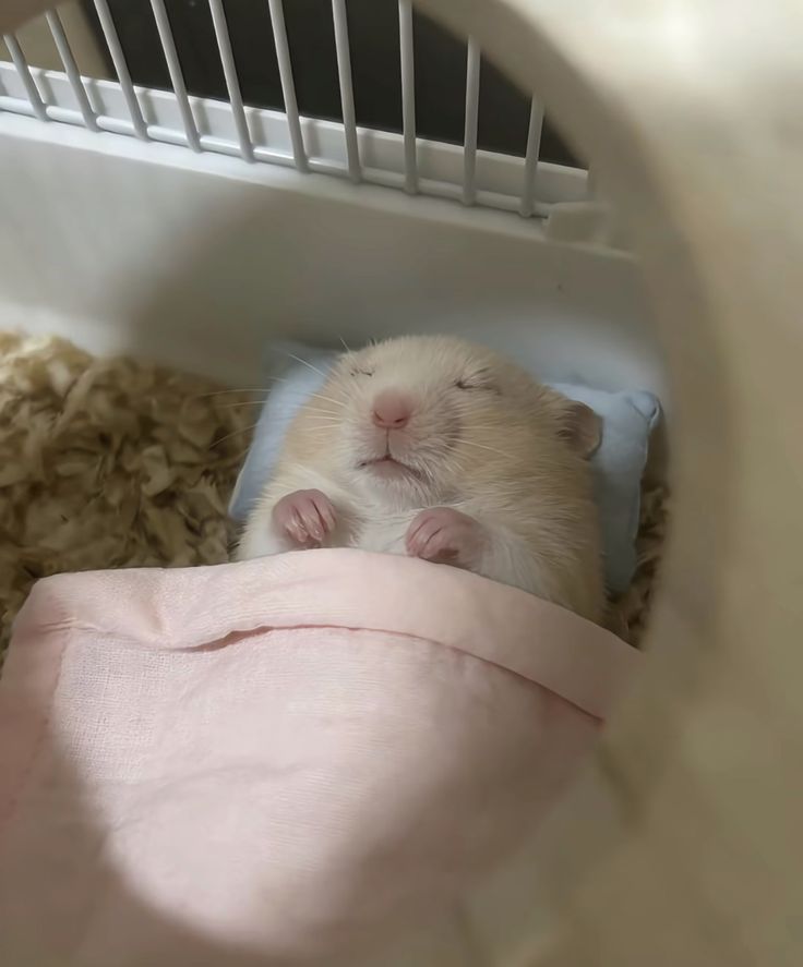 hamster tweet media