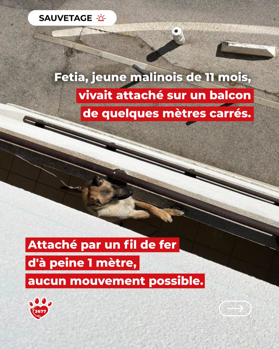 SOS Maltraitance Animale tweet media