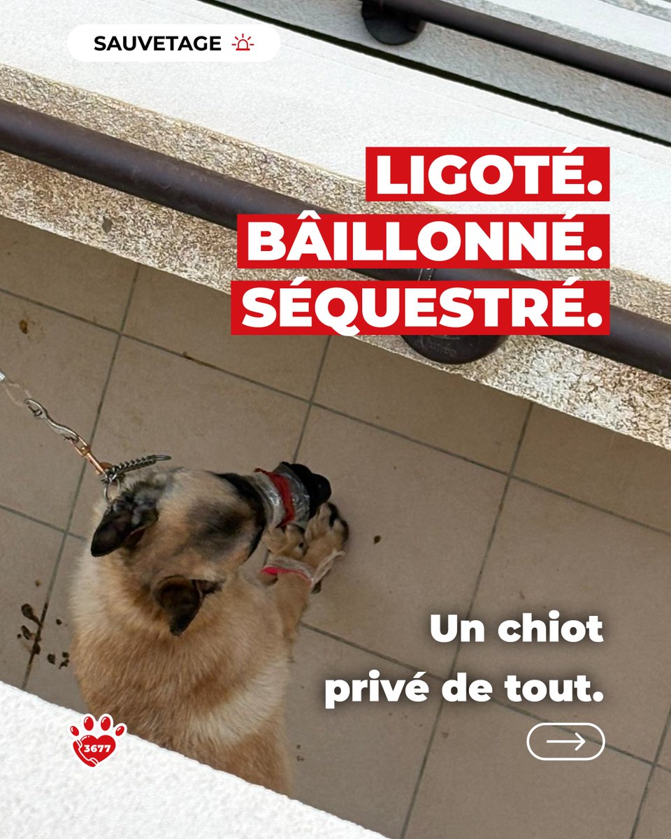 SOS Maltraitance Animale tweet media