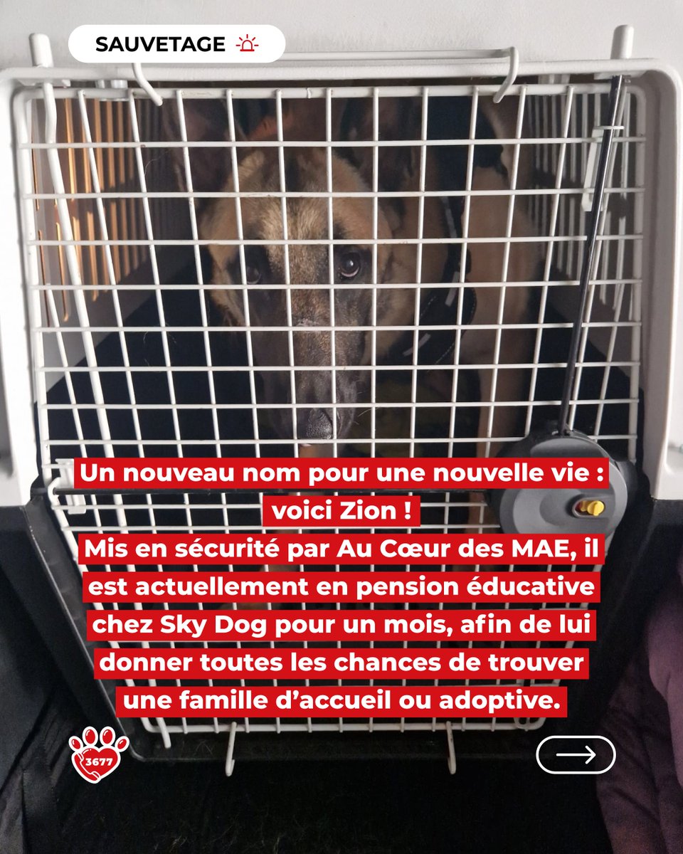 SOS Maltraitance Animale tweet media