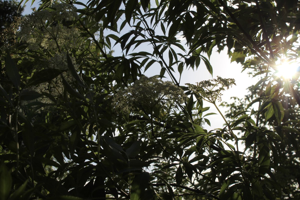 evil elly tweet media