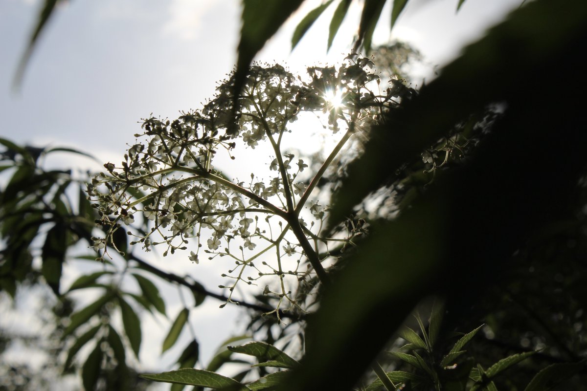 evil elly tweet media