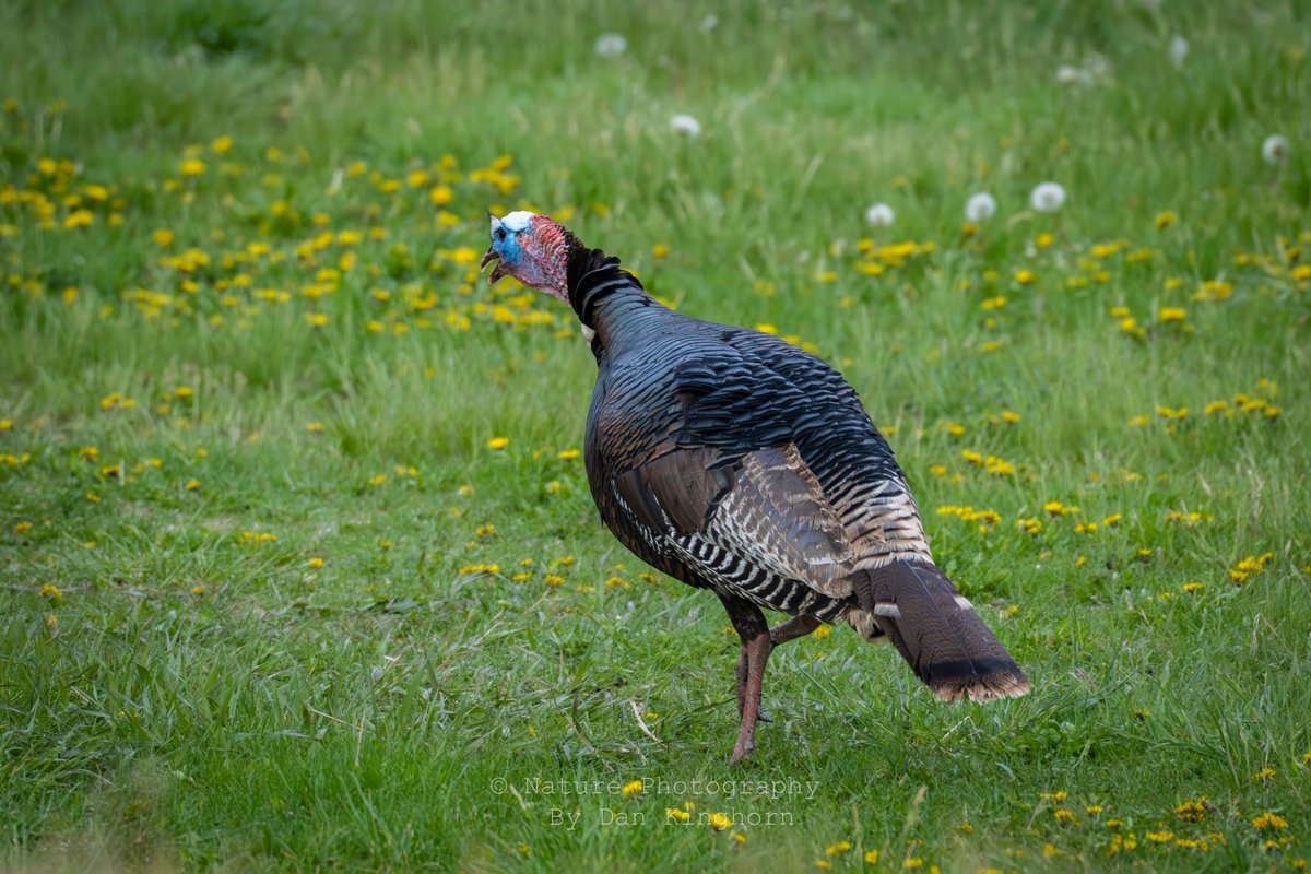 Dan Kinghorn tweet media