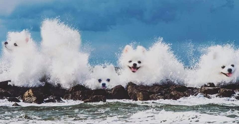 DiloConPerritos's tweet photo. Perrolas 🌊 https://t.co/XguPZxW0OP