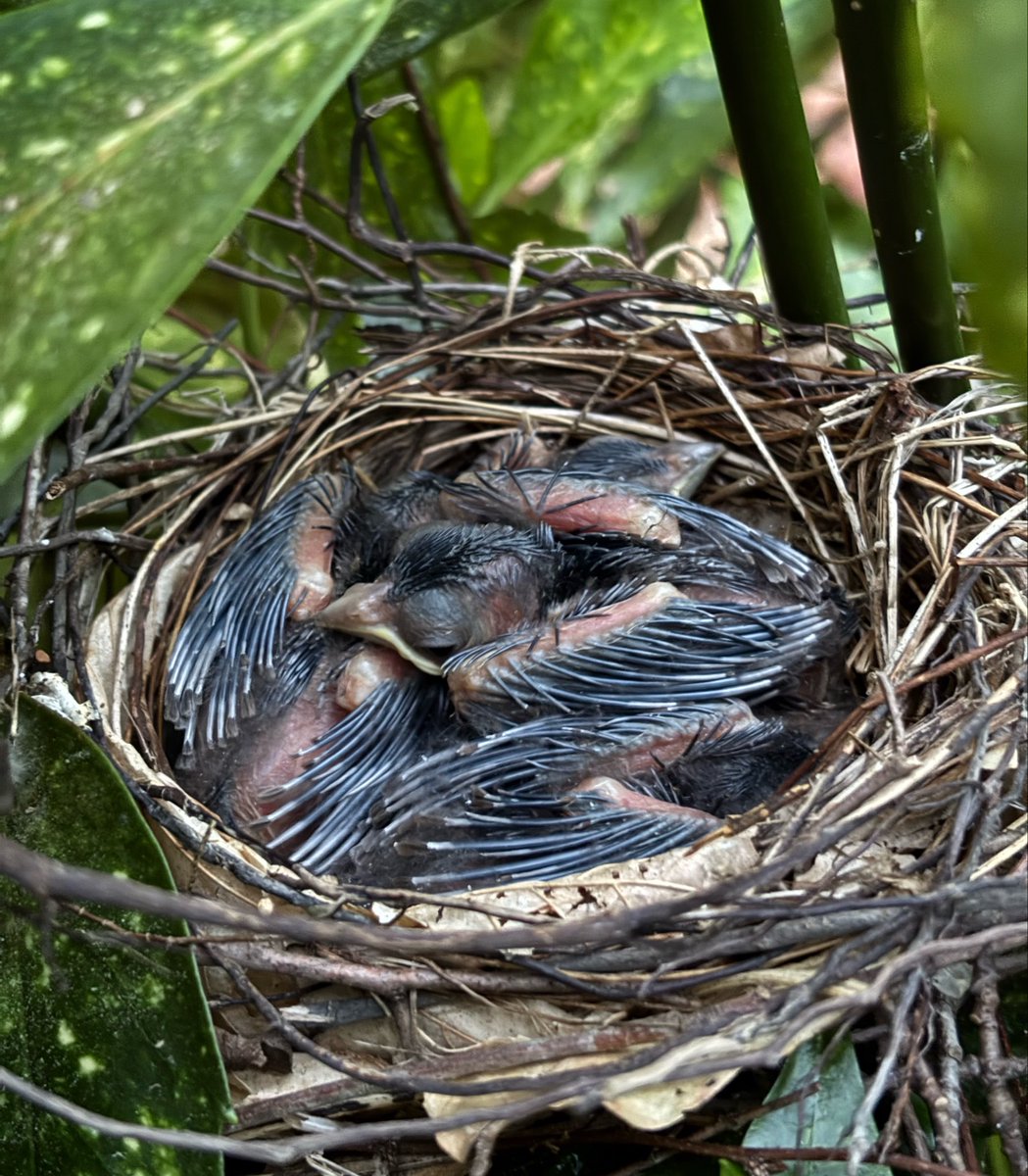 m ⋆ tweet media