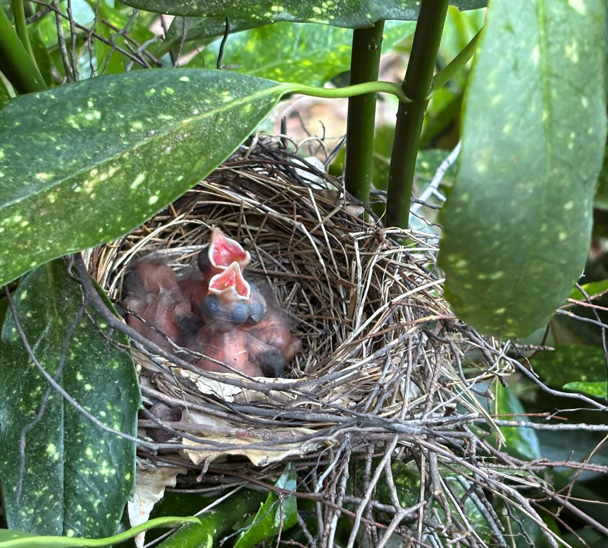 m ⋆ tweet media