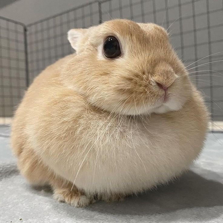 Lovebot 💓 Records tweet media