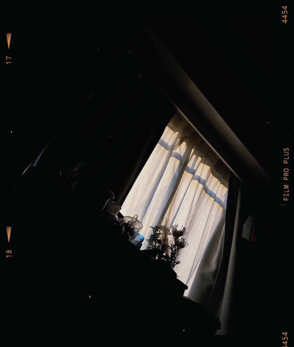 セメントの犬 tweet media