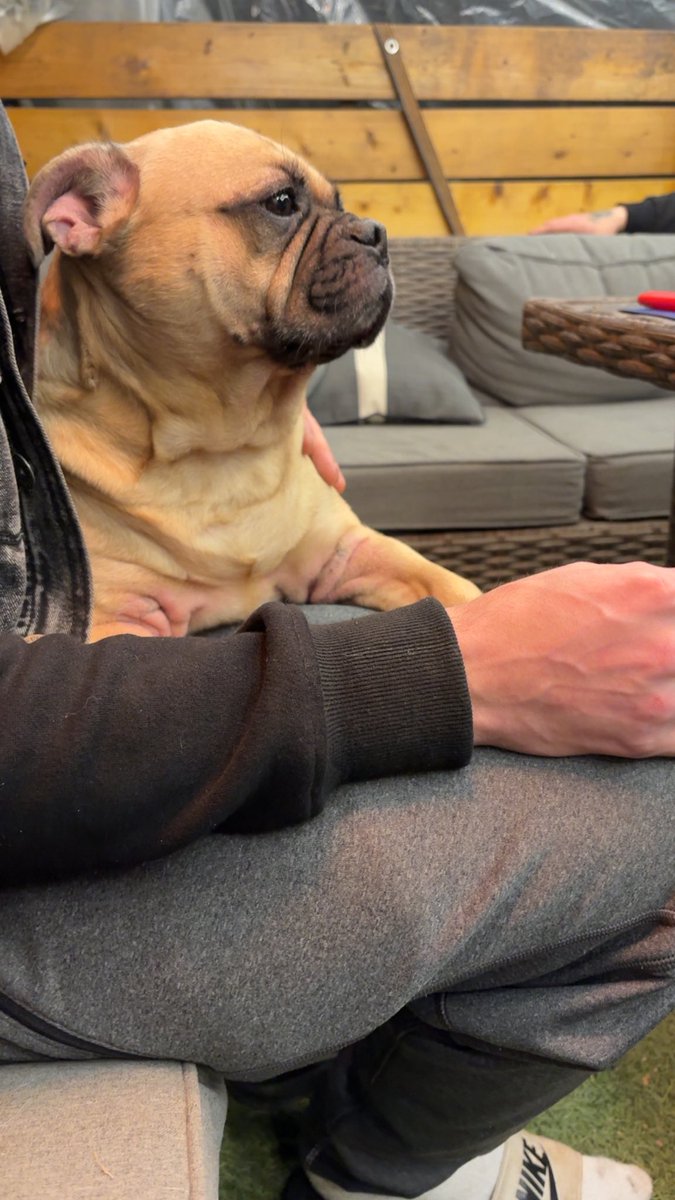 star gazed tweet media