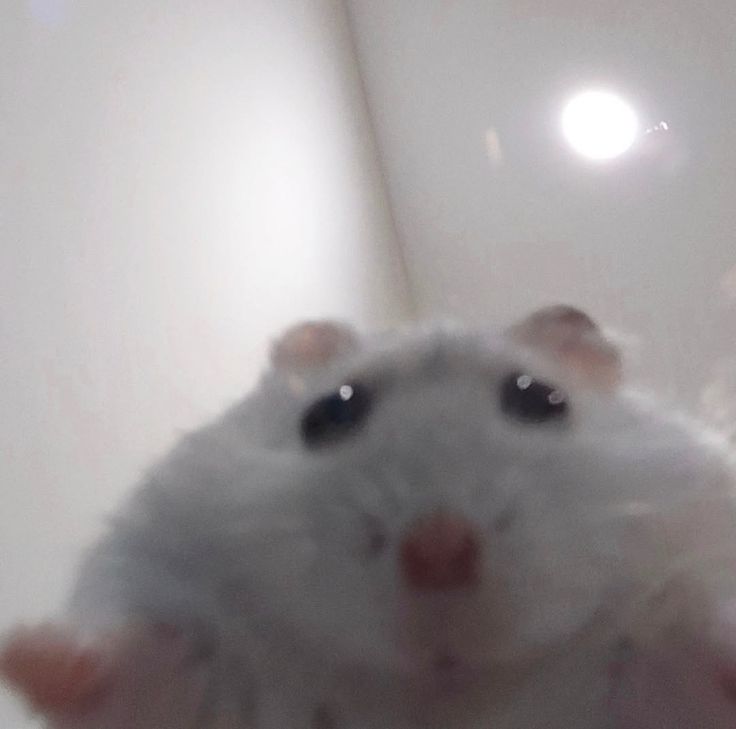 hamster tweet media