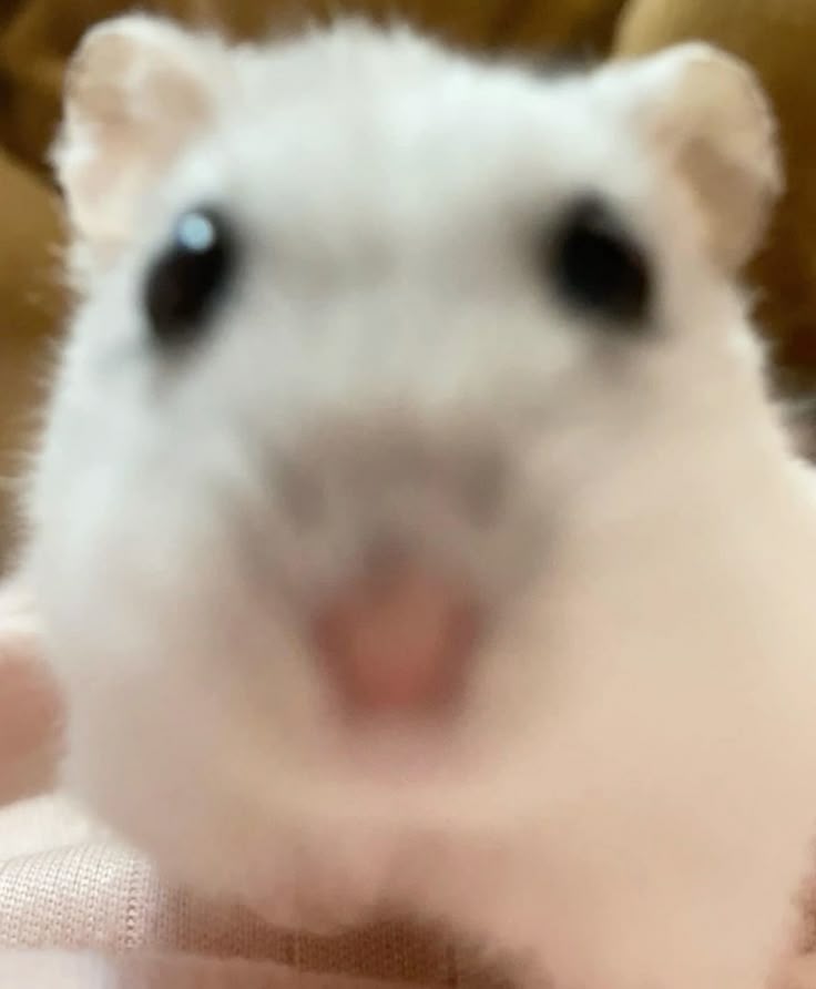 hamster tweet media