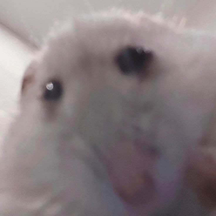 hamster tweet media