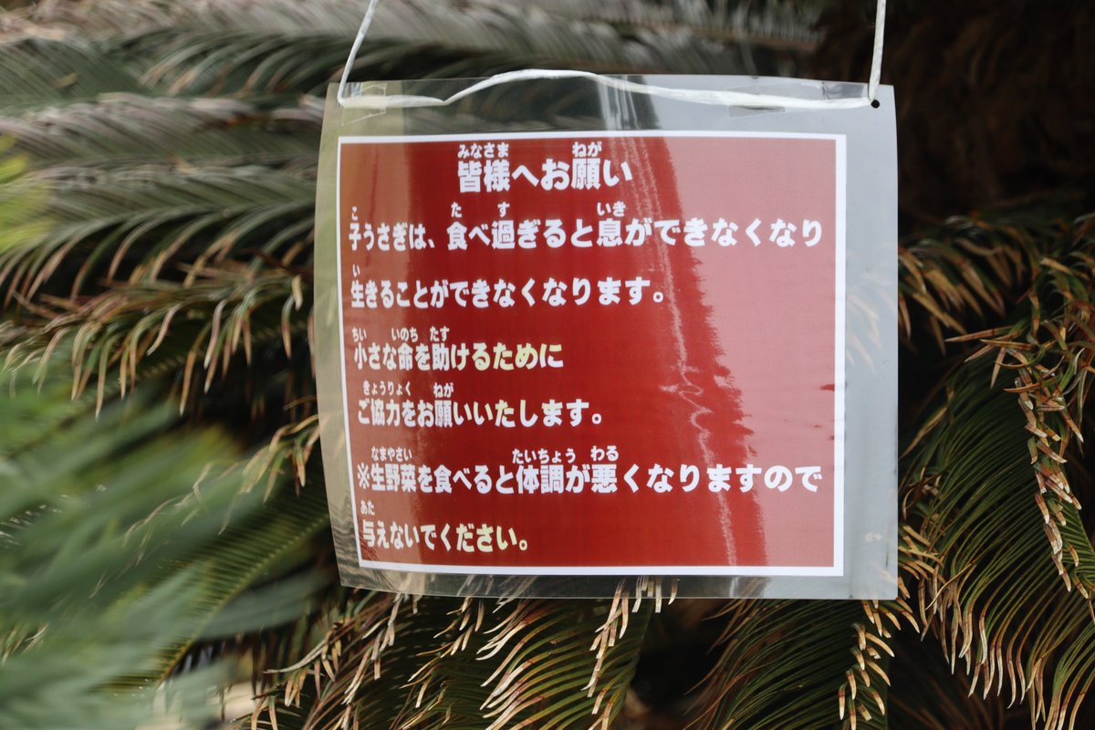 ひなちゃん tweet media