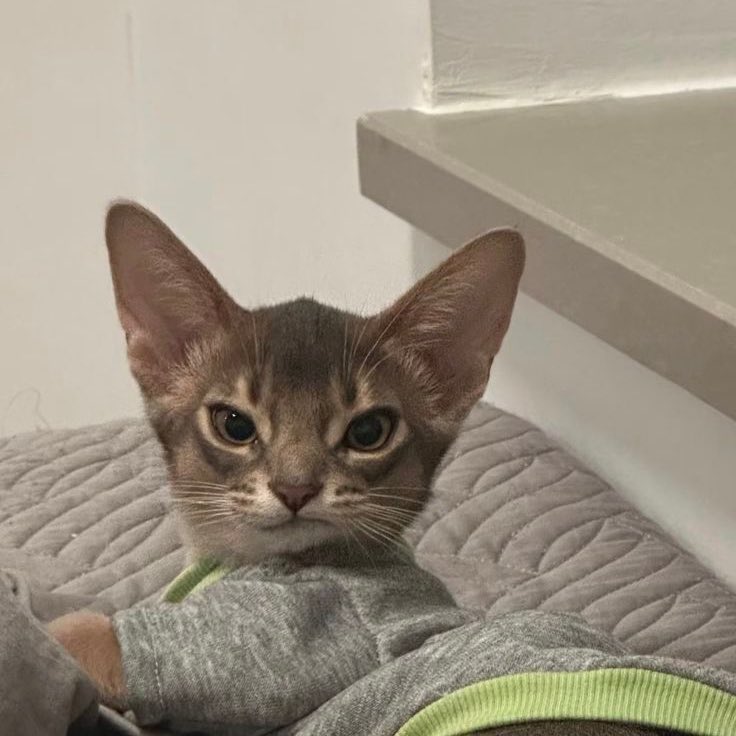 ミサキ 🌸 tweet media