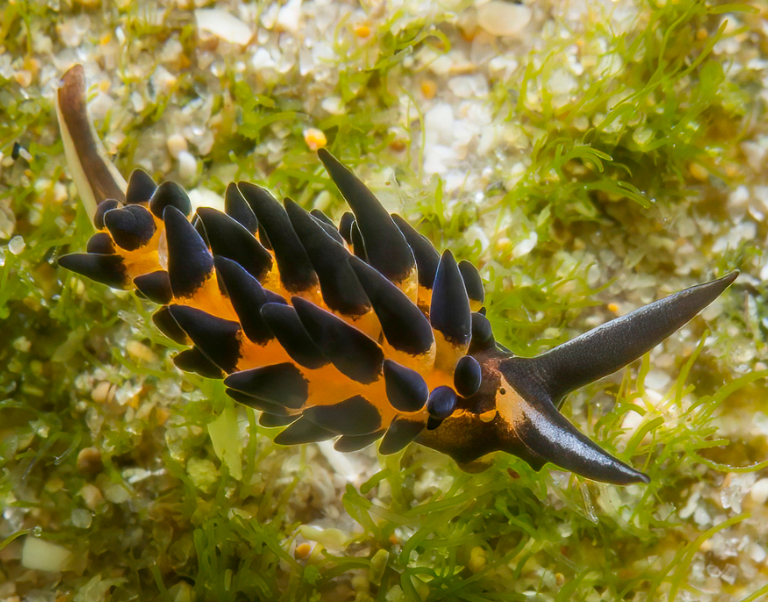 Bulbagarden - The original Pokémon community tweet media