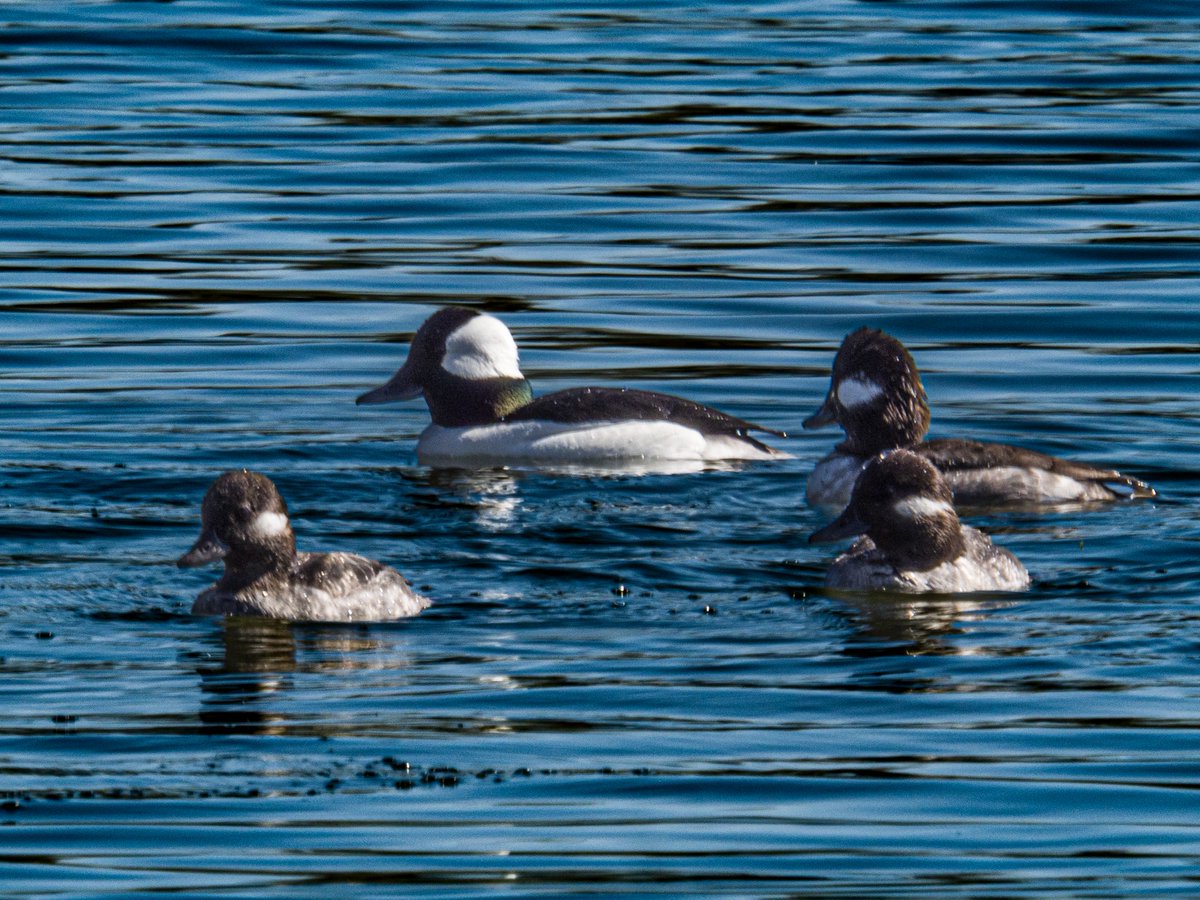 #SeasonOfHappiness Bufflehead at High Park.