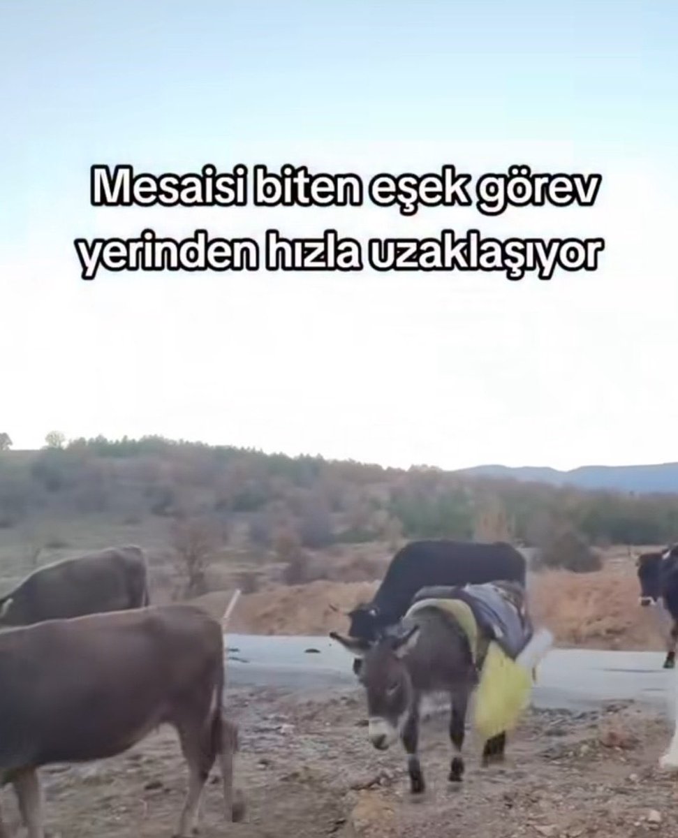 Dersim tweet media