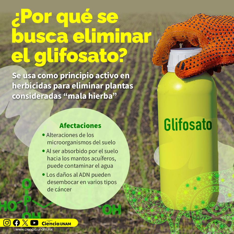 Ciencia_UNAM's tweet image. #Tecnología | En años recientes, México ha buscado practicar una #agricultura libre de #glifosato, uno de los herbicidas más utilizados a nivel mundial.
Aquí te contamos los efectos y riesgos de su uso: bit.ly/4dUGwrd