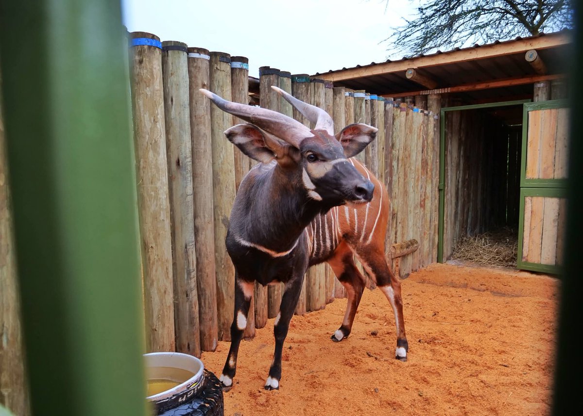 KWSTsavoEast's tweet photo. population and securing their future. 🇰🇪

#SaveTheBongo #SupportWildlifeConservation #ThrivingWildlifeForever https://t.co/8YZCJzfMzw