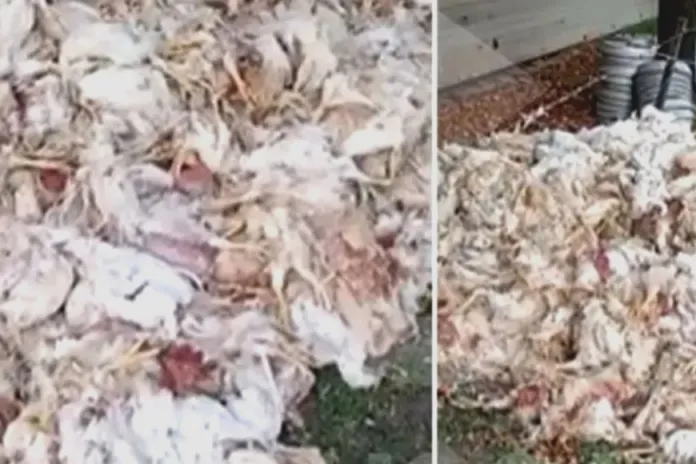 INFOCDELU's tweet photo. Crisis en Tres Arroyos: granjeros denuncian mortandad de pollos por falta de comida
Los criadores de pollos para el frigorífico Granja Tres Arroyos de la zona de Concepción del Uruguay denuncian la mortandad de pollos porque la empresa no envía comida...
https://t.co/GbYs5NzxZK https://t.co/FG0JlPiRQQ