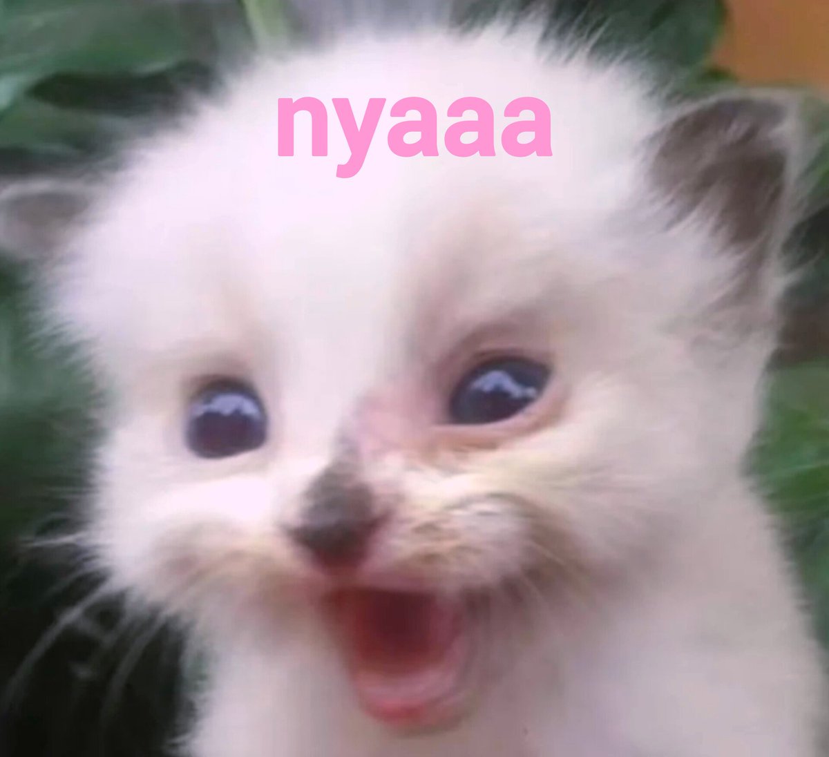 Nya42069's tweet photo. @ragnaro84367356 ^w^ https://t.co/Pr6fkZQY6k