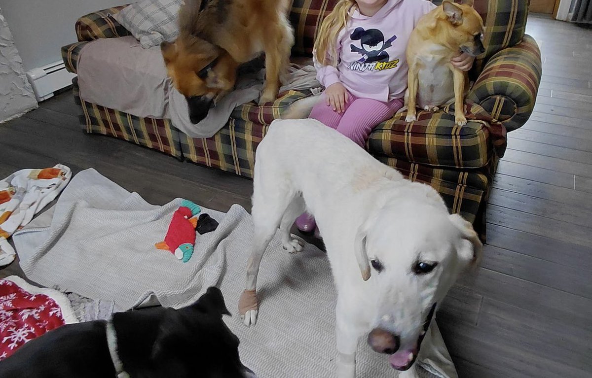 Lola Patolla tweet media