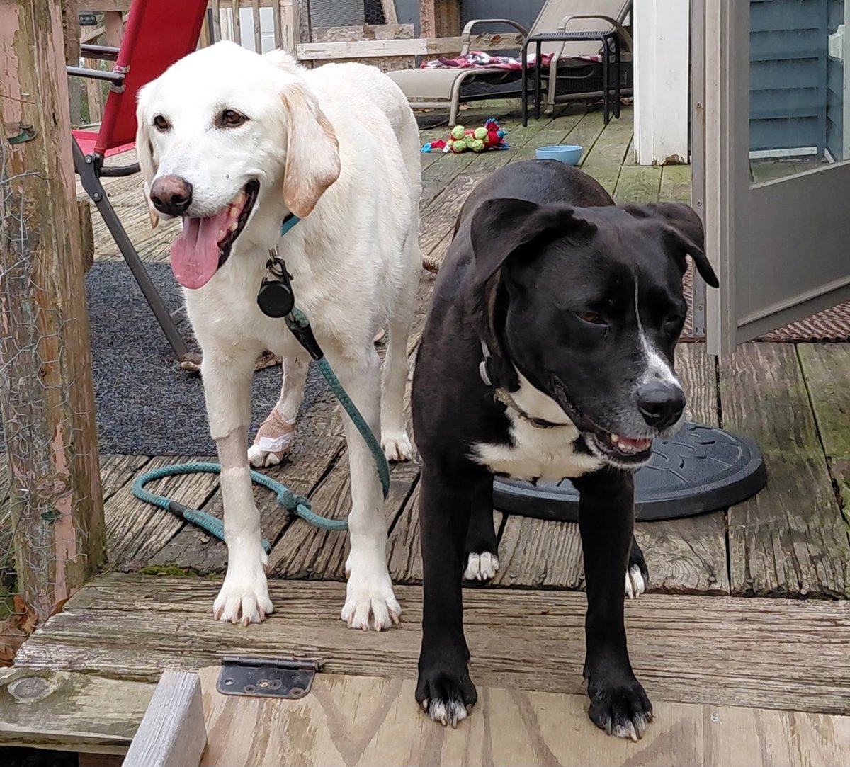 Lola Patolla tweet media