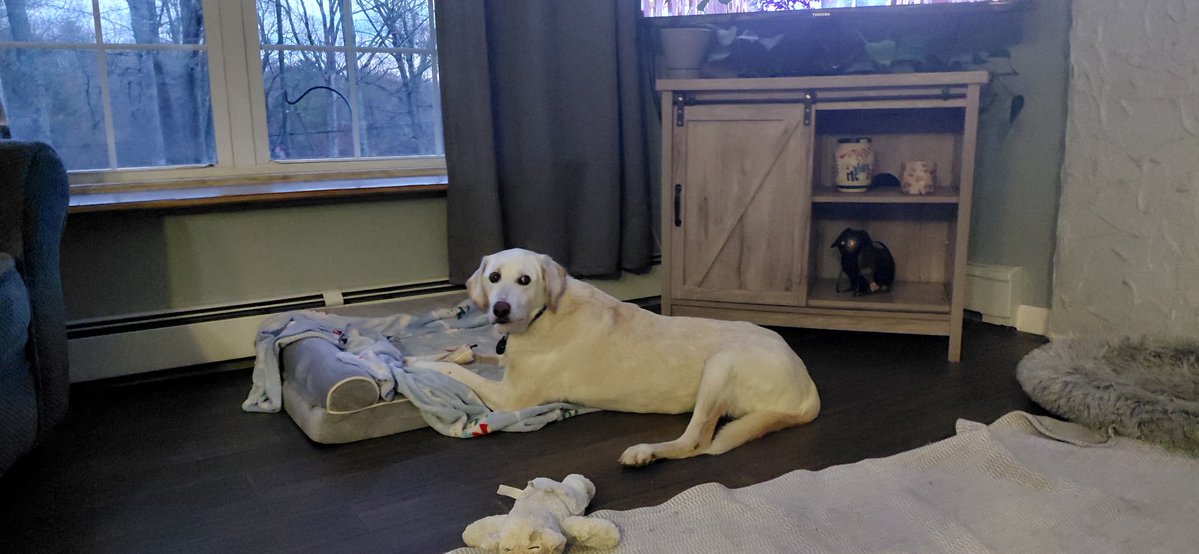 Lola Patolla tweet media