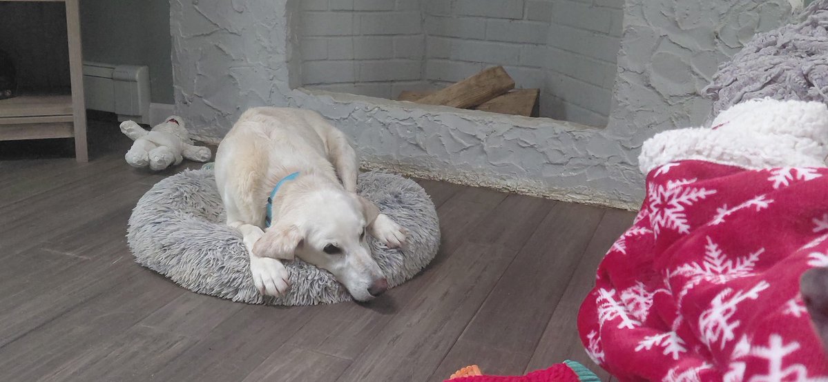 Lola Patolla tweet media