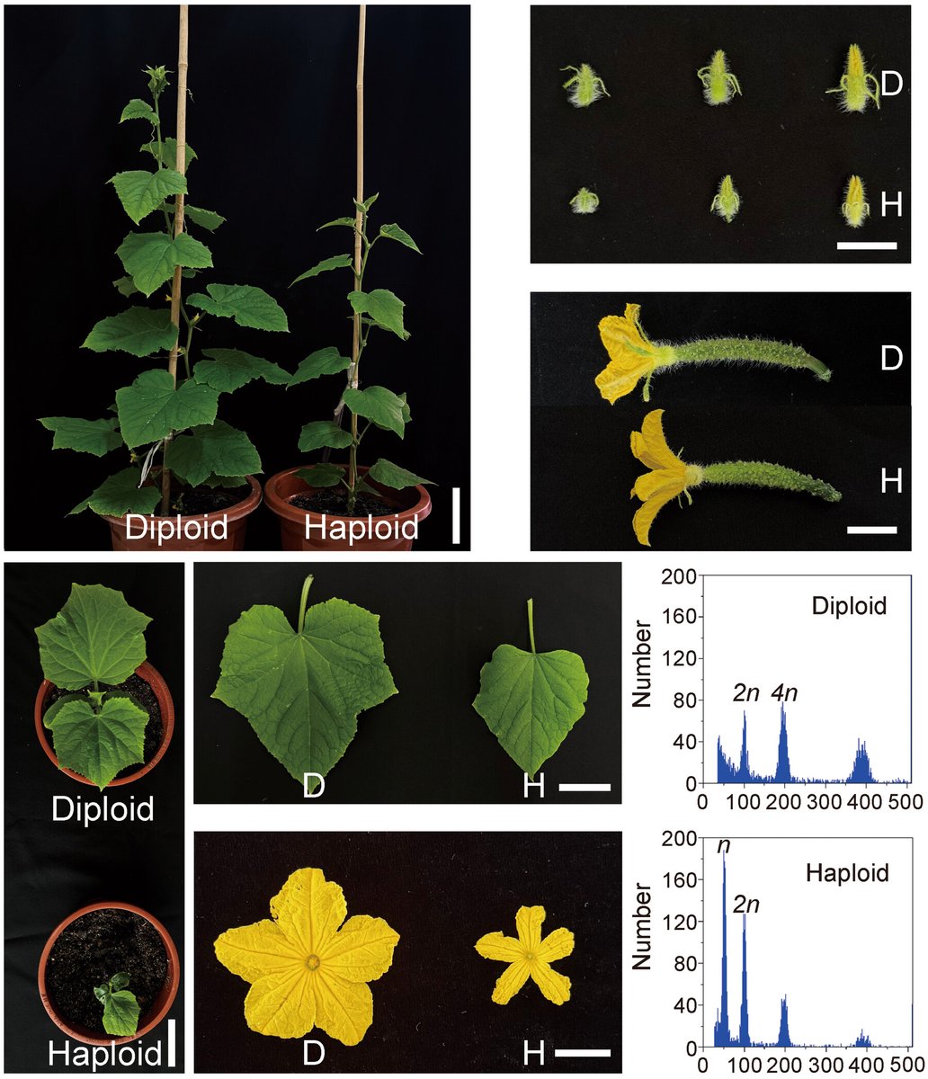 JIPBio's tweet image. Haploid induction is an essential component of doubled haploid #plant breeding. 
Li et al. report that editing the #cucumber peroxidase #gene CsPOD7 establishes a haploid inducer line capable of inducing maternal haploids.
doi.org/10.1111/jipb.7… @WileyLifeSci #PlantSci #JIPB