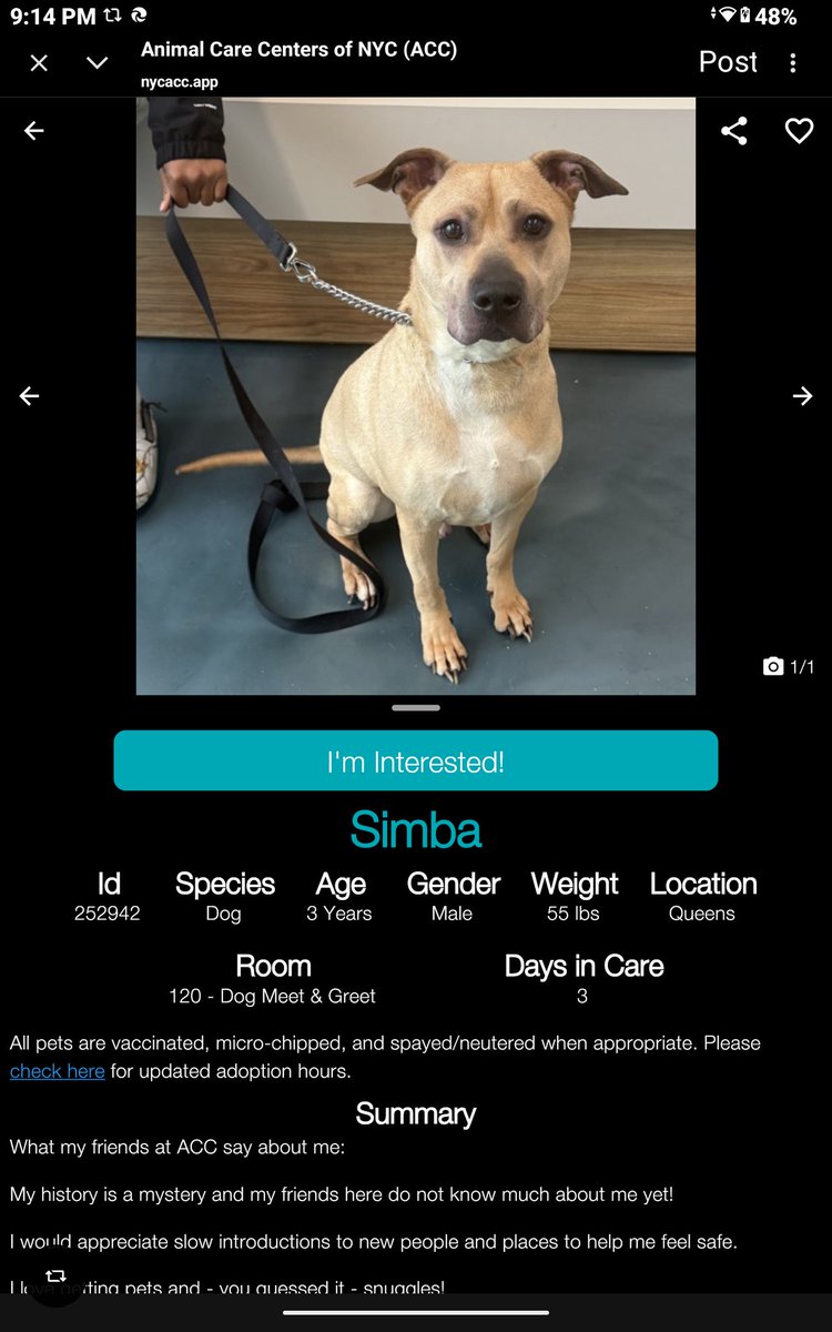 CharBolen's tweet image. SIMBA 🩵 #252942  3yr old Boy 🩵#Nycacc
Gorgeous Simba is new to Queens Acc 
Beautiful young sweetheart needs a loving 
forever home! Shelter is a scary place and he's 
a bit shy and unsure at first... very loving and 
loves to snuggle.. young playful energy!
#Adopt#Foster#Pledge