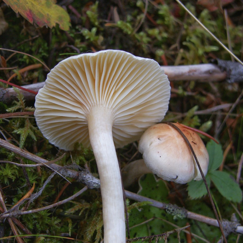 Ann in Bridge Lake tweet media