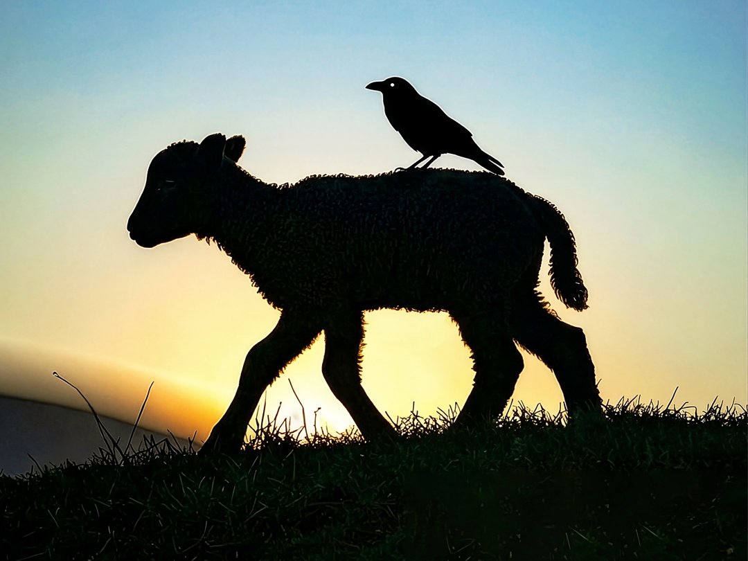 Nieuwe voorstelling Toneelgroep Drommedaris 'Het Lam Dat Viraal Ging'

"Welkom in de fantasiewereld van nu, waar een eeuwenoude traditie de normaalste zaak van ...

westfrieskrant.nl/uitagenda/nieu…

#Enkhuizen