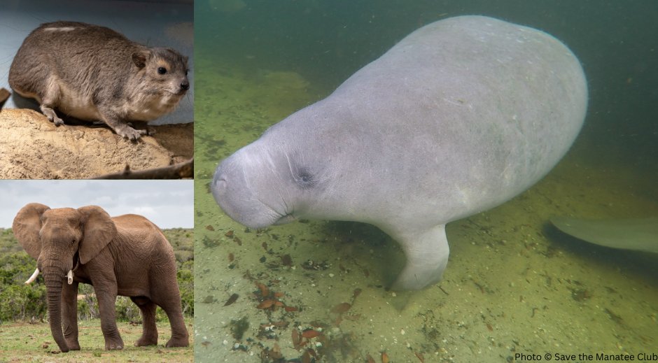 Save the Manatee tweet media